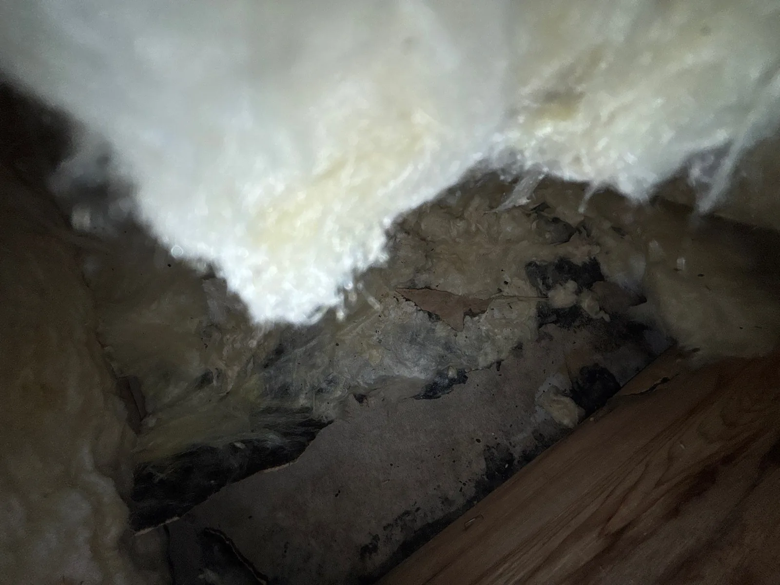 Fiberglass insulation pulled back to reveal mold-stained materials inside a ceiling cavity